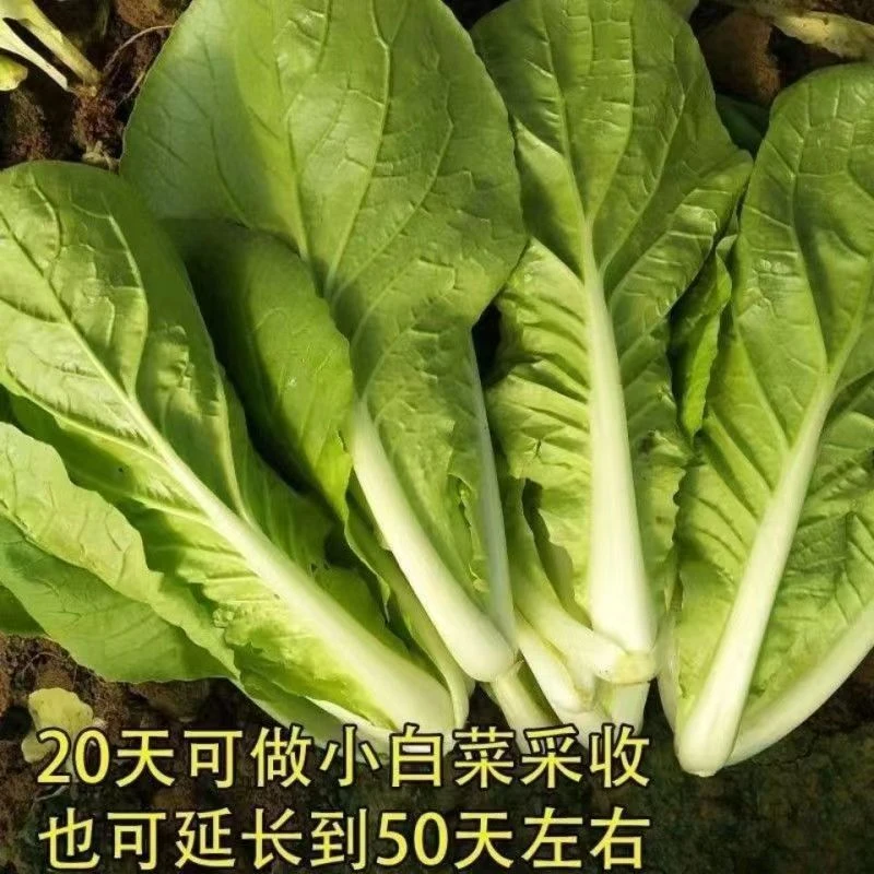 【满5包包邮】【全场满5包发货】四季快菜奶油小白菜