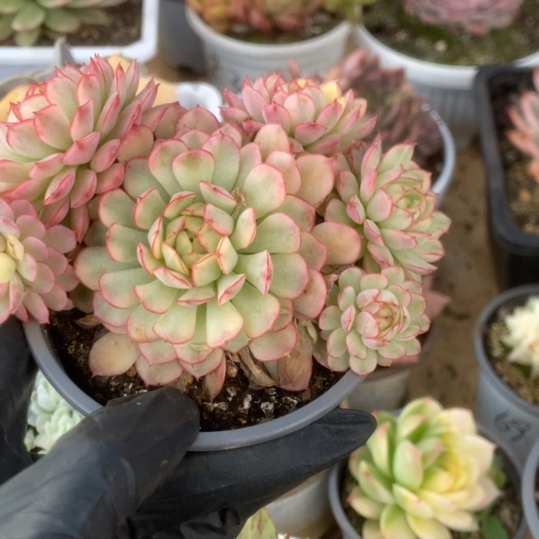 697黄覆轮梦幻玫瑰锦