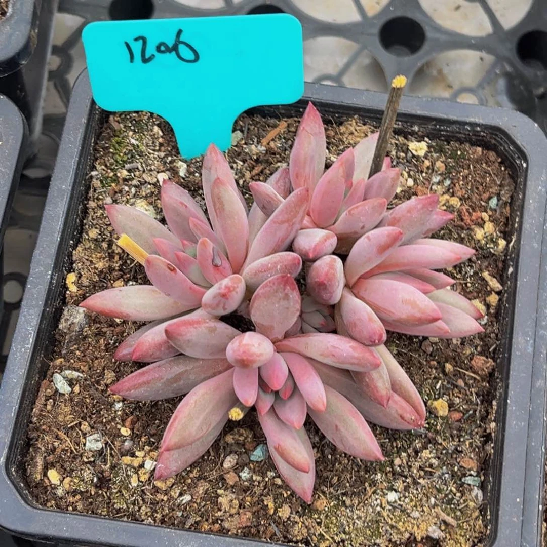 1206号上午多肉植物群生