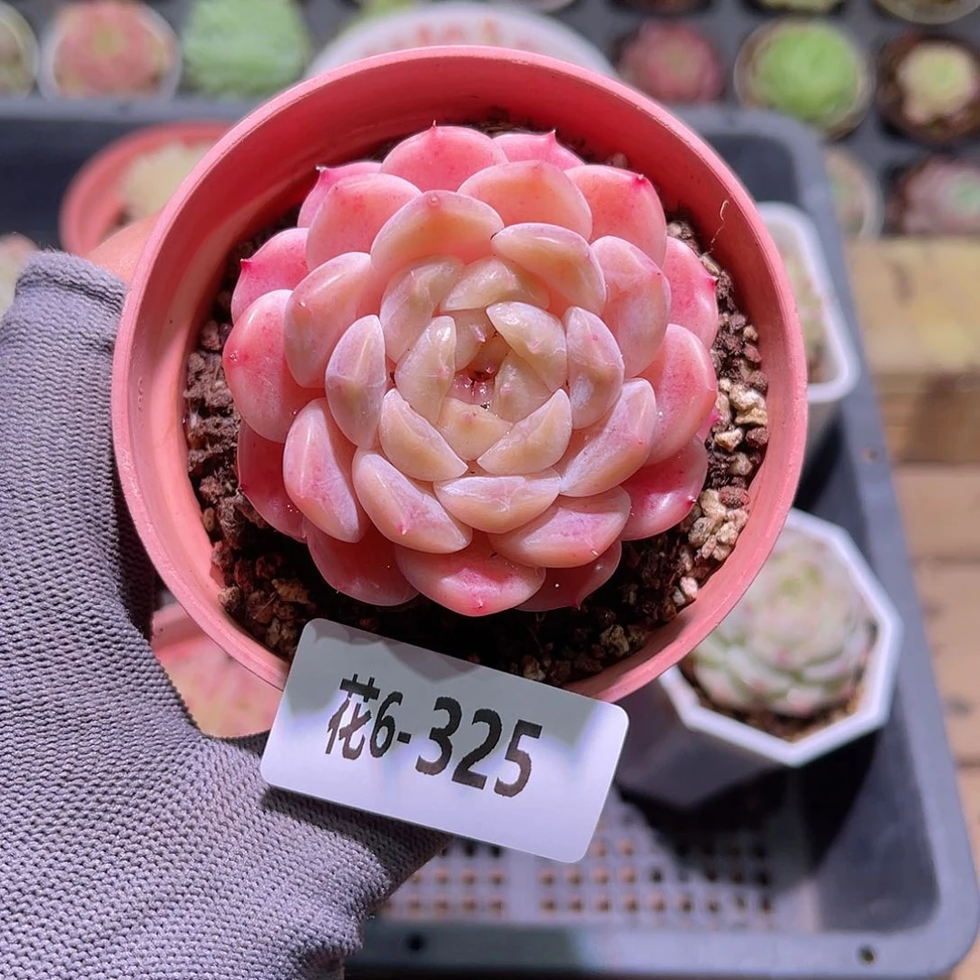 花06-325秘境冰魄