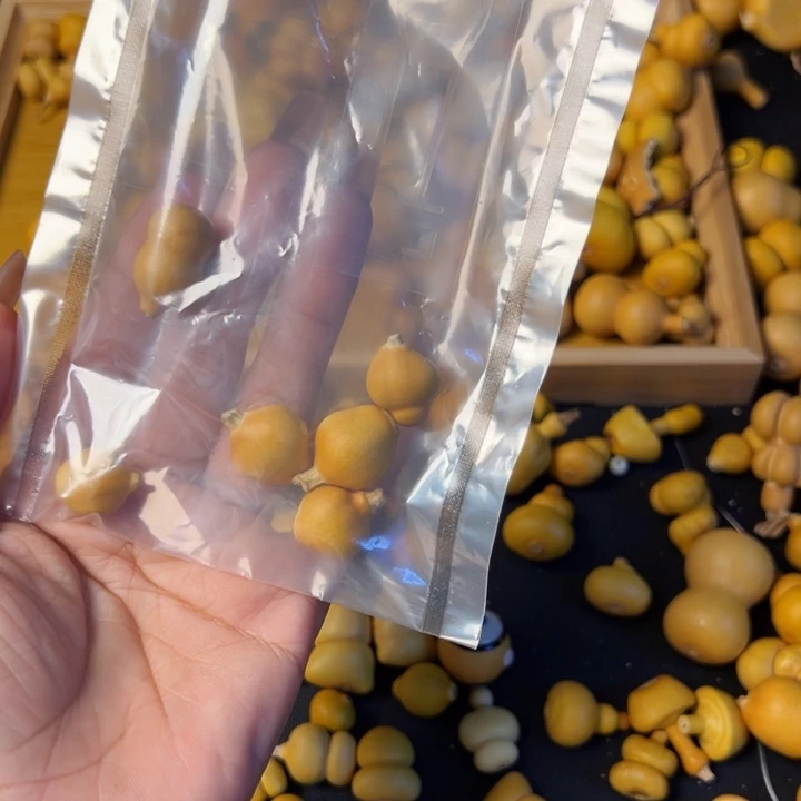 c**c叶互为附属叶腋枝