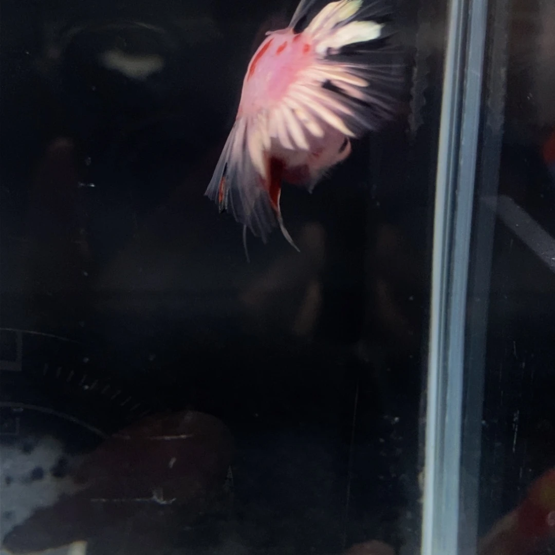 热带鱼公332巨斗