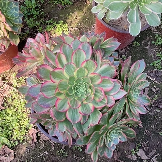 一颗万黄多肉法师