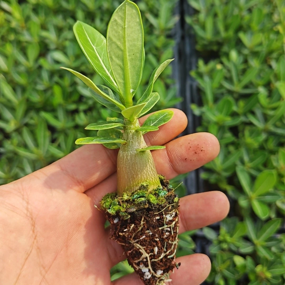 沙漠玫瑰小苗花卉植物庭院阳台好养四季开花观花绿植盆栽
