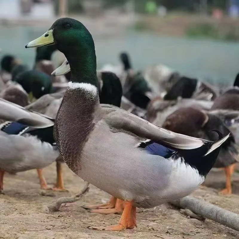 宠物鸭 绿头鸭 散养土鸭活鸭二只公鸭子（顺丰快递包邮送货上门）