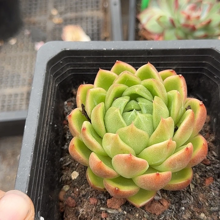 白玫瑰惊鸿一物一拍包装收缩花旱