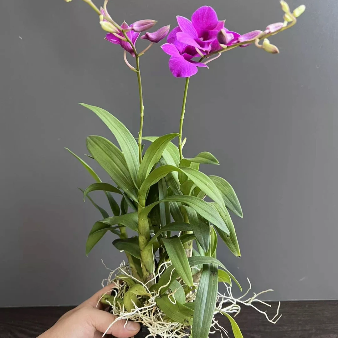 迦南红秋石斛兰盆栽室内四季开花好养植物