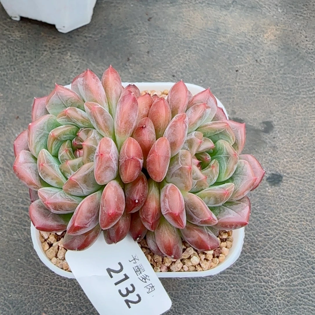 孤品，2132多肉植物