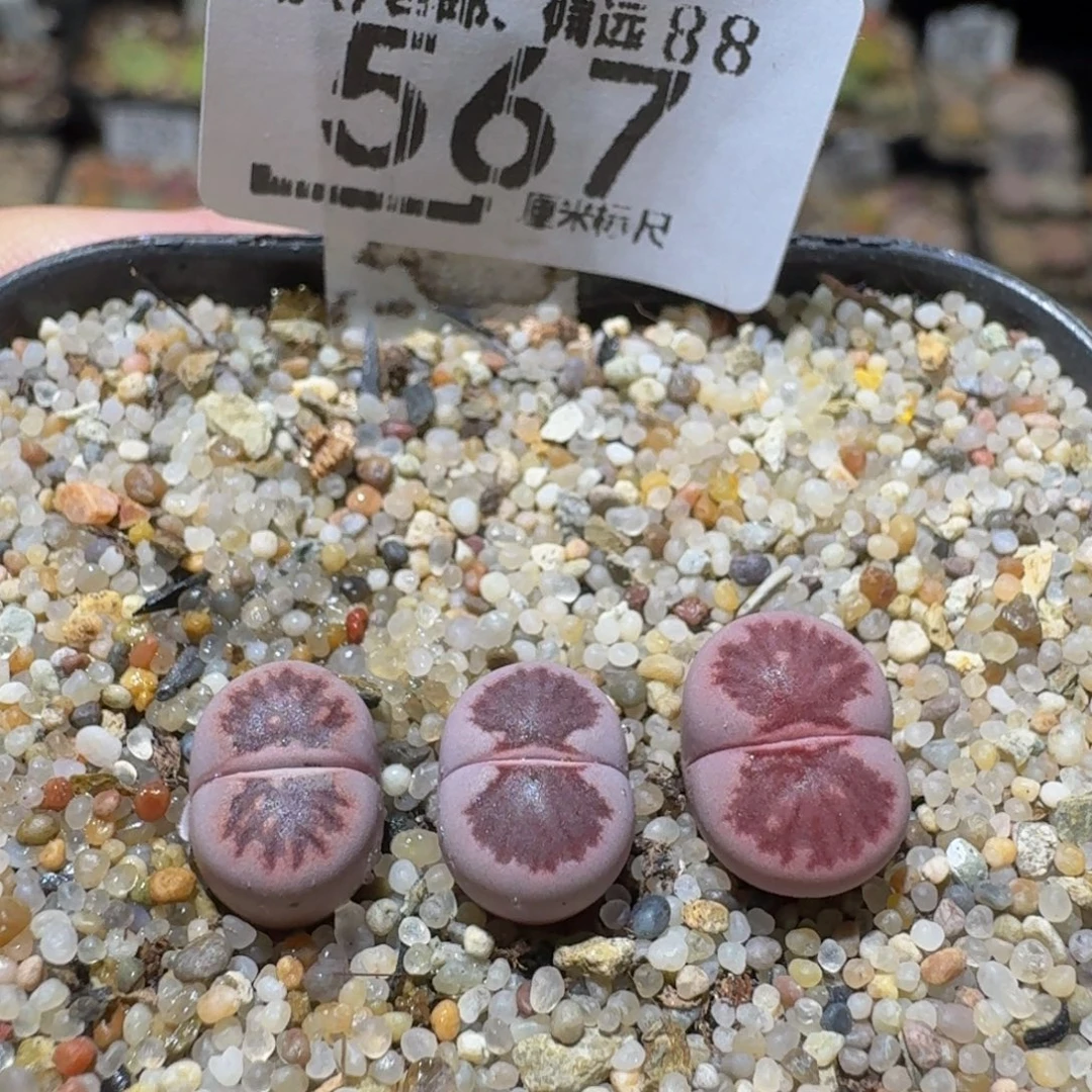 Ssss精品生石花567紫菊