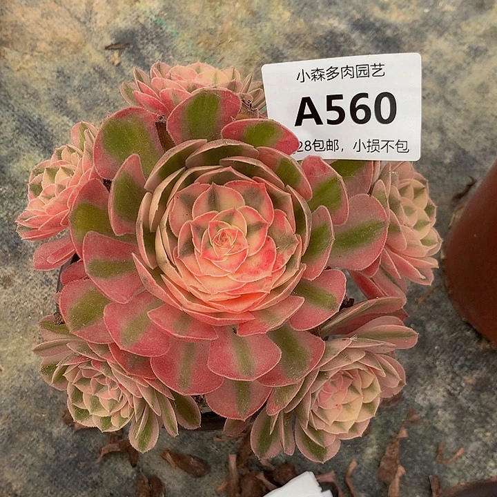 夏*560倾城不包生死