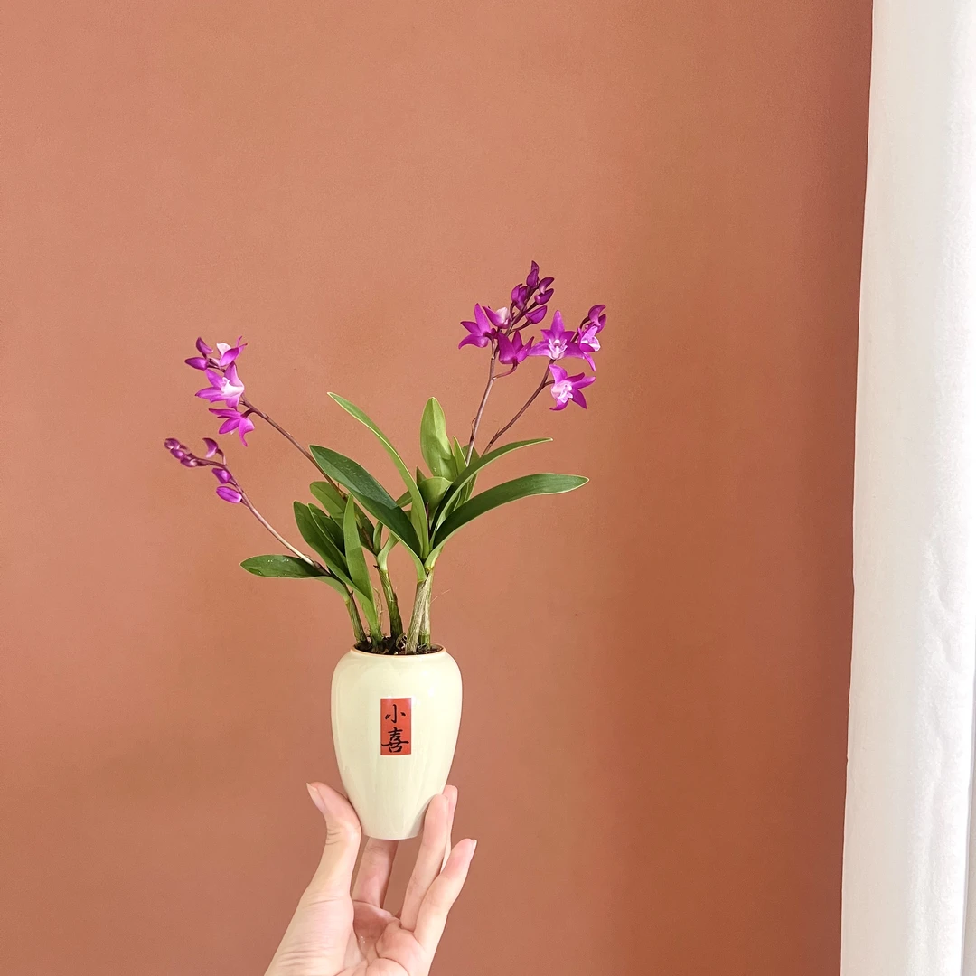 香水石斛室内好养桌面迷你绿植带2花剑花苞带盆栽好加赠小喜盆