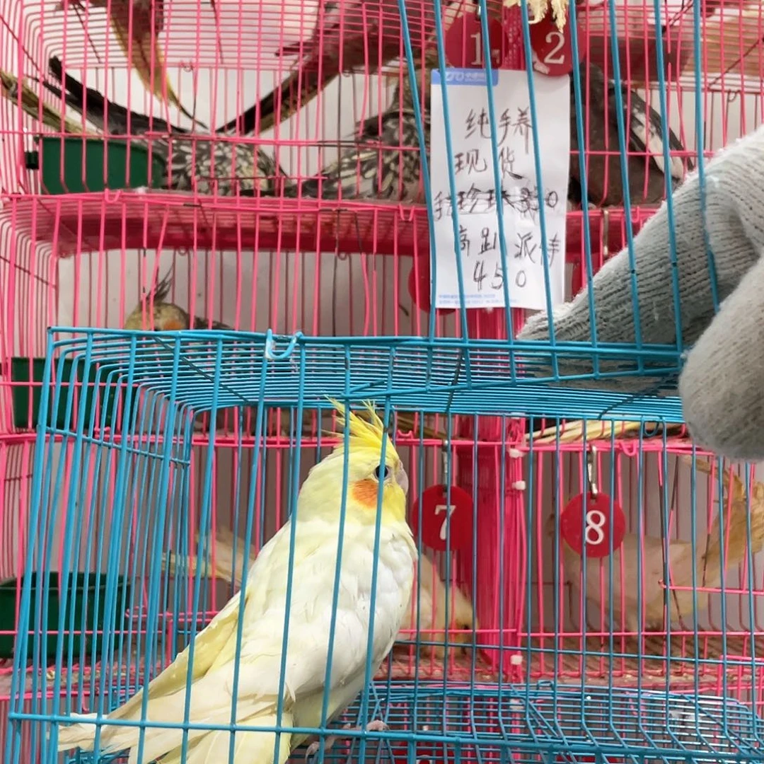 玄凤鹦鹉/鸡尾鹦鹉
