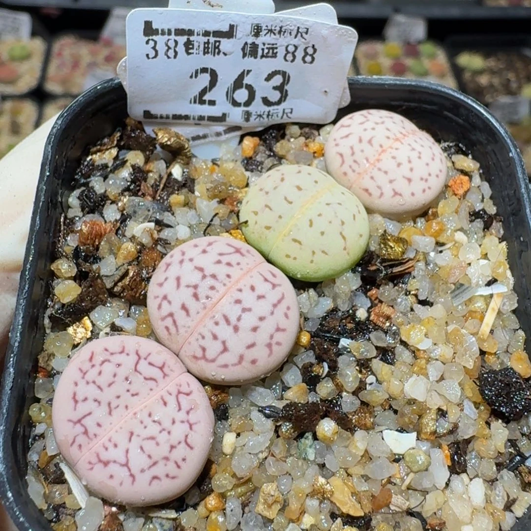 Ssss生石花肉锥263