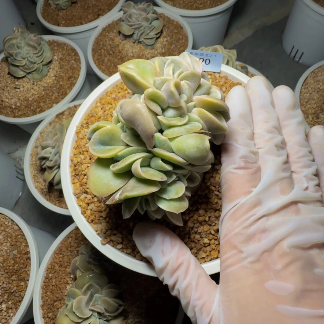 L**If f f f f f f f f 90