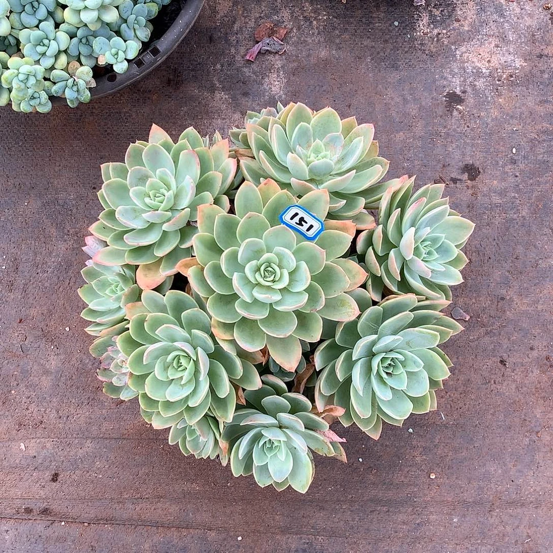 151丝绸一物一拍多肉