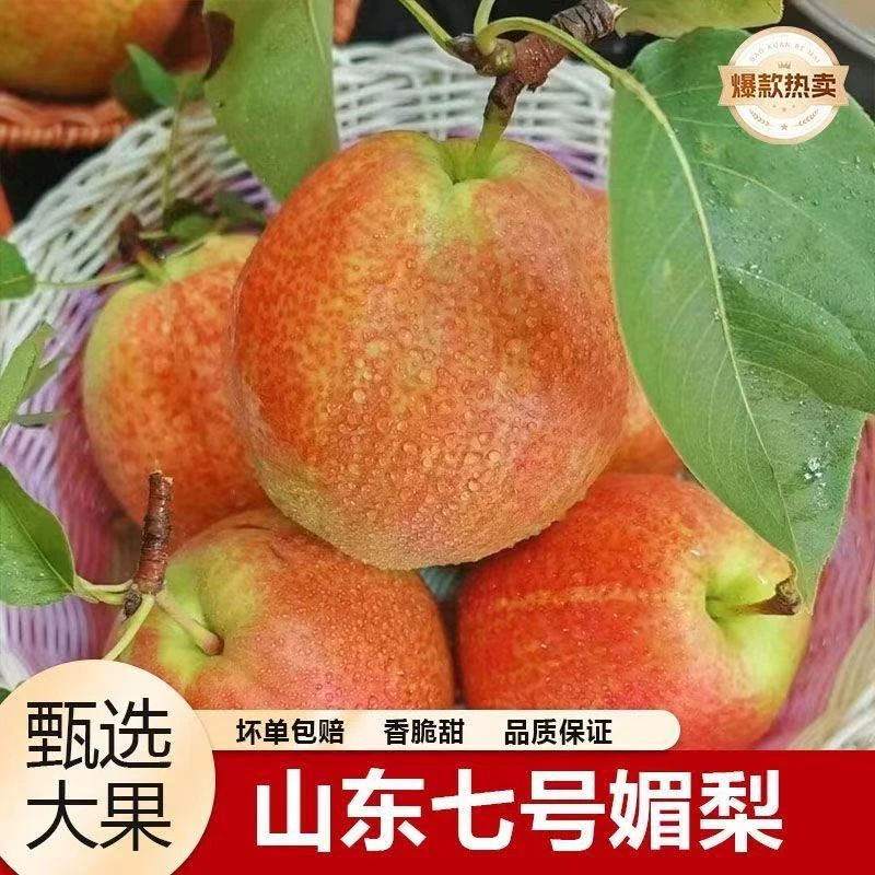 【阳信媚梨7号】当季新鲜山东梨脆甜多汁皮薄爽口新鲜采摘 果园直发