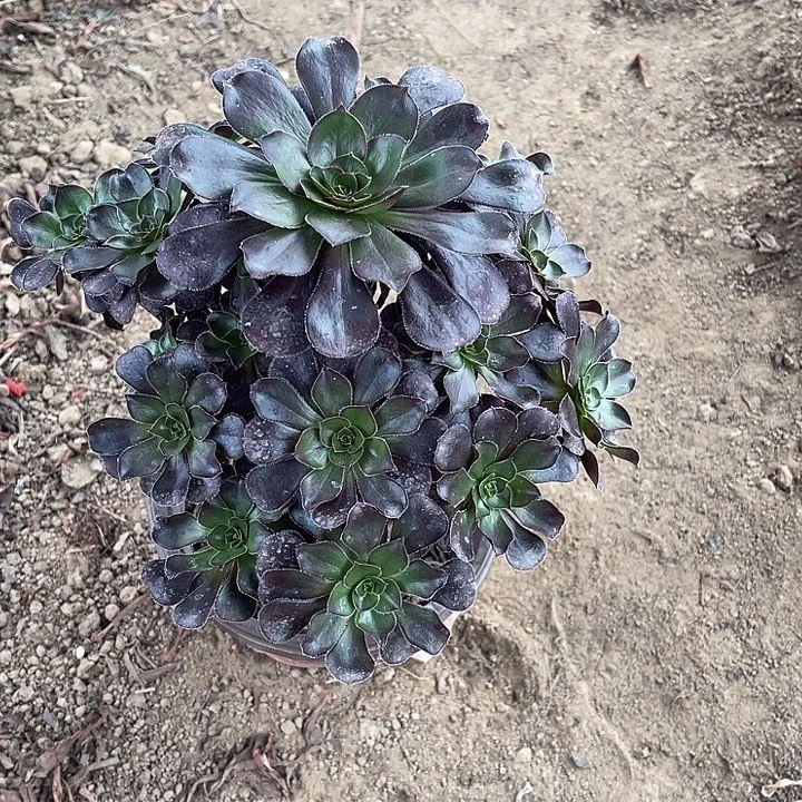 黑圆叶玫瑰玫瑰玫瑰