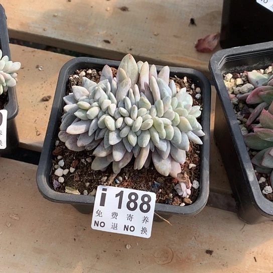 粉兔缀化188 默认侧切