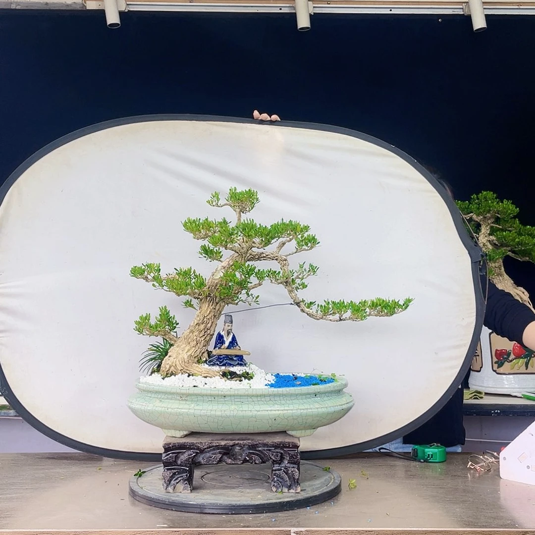 完全开放黄杨盆景四季常青