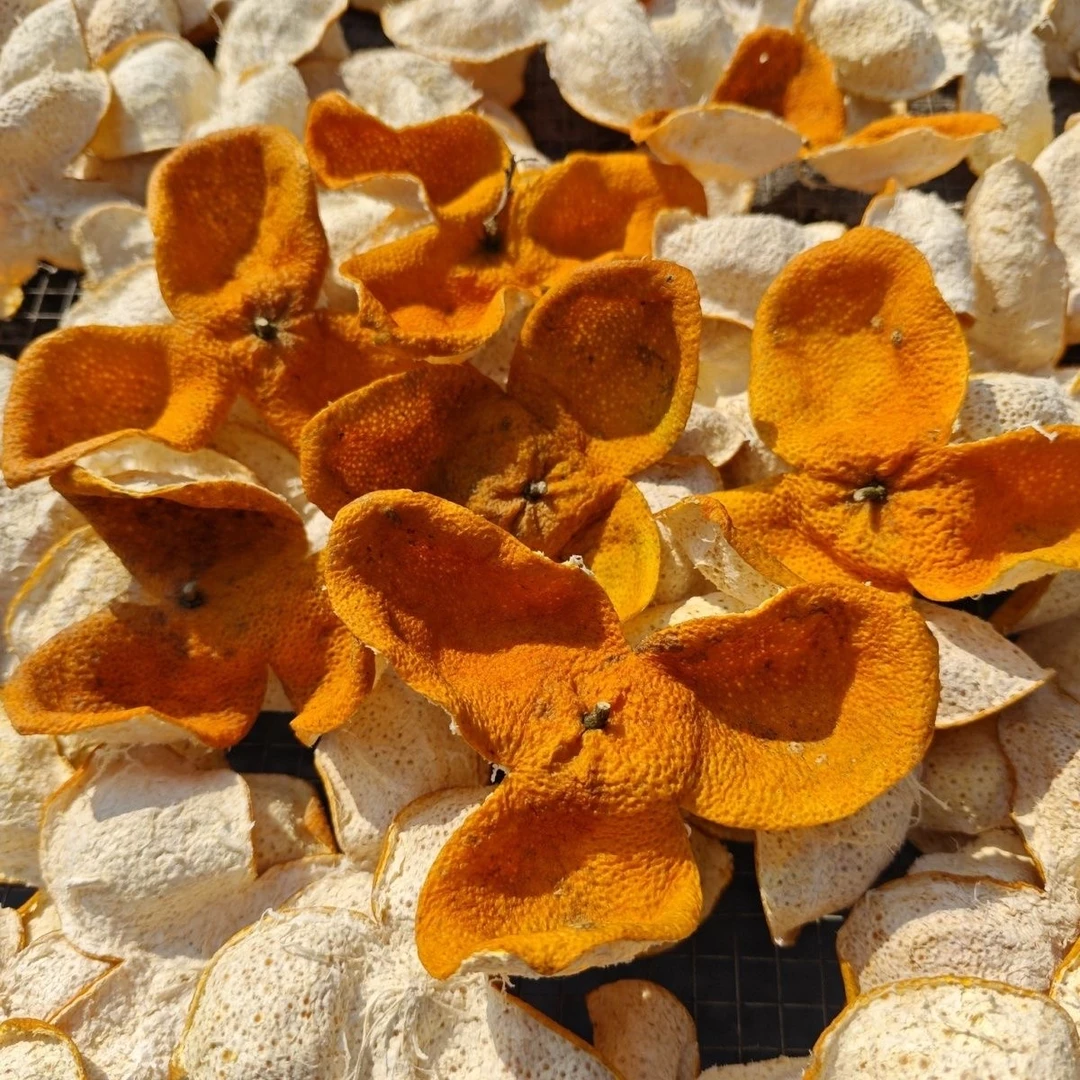 2024年新会东甲冬后大红皮老树圈枝大红皮2024冬后新会正宗陈皮