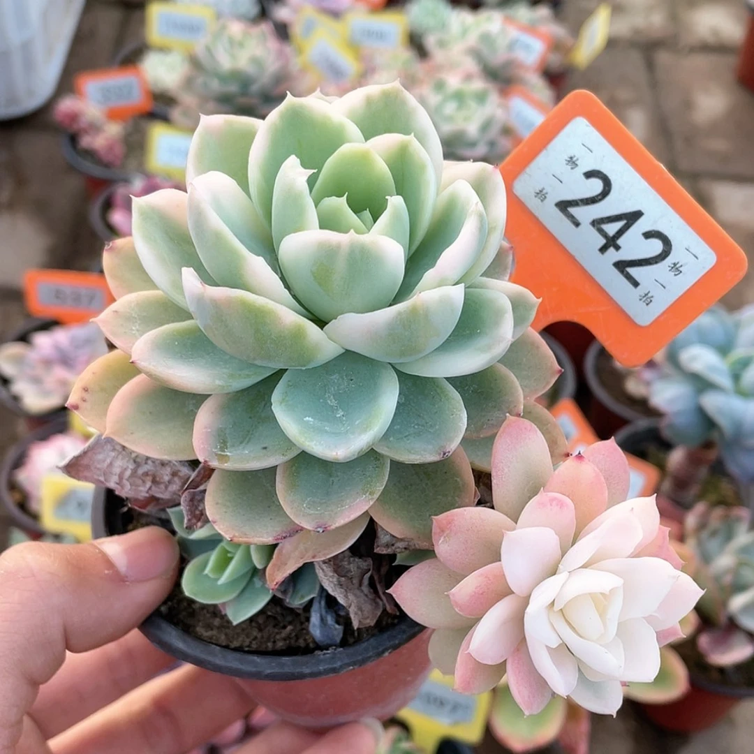 【闪购商品】242号