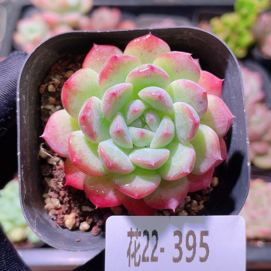 花利美22-395新品