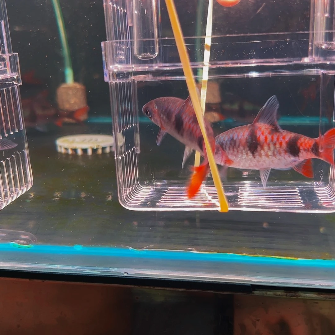 工具鱼红尾鱼鱼鱼鱼鱼鱼鱼26