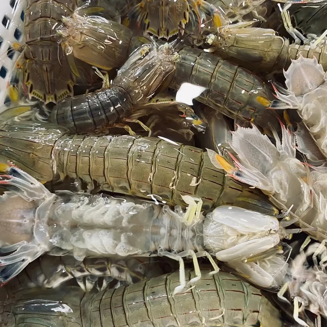 渤海湾野皮虾保鲜不保活顺丰发货(偏远地区勿拍)