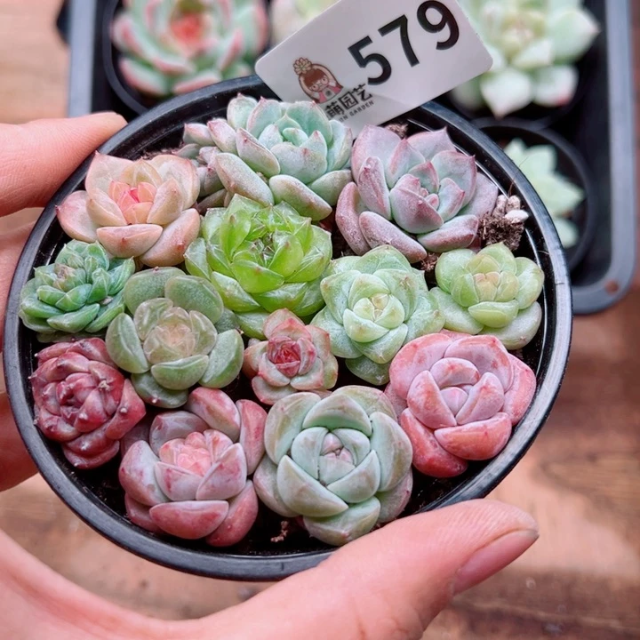 多肉植物多肉植物
