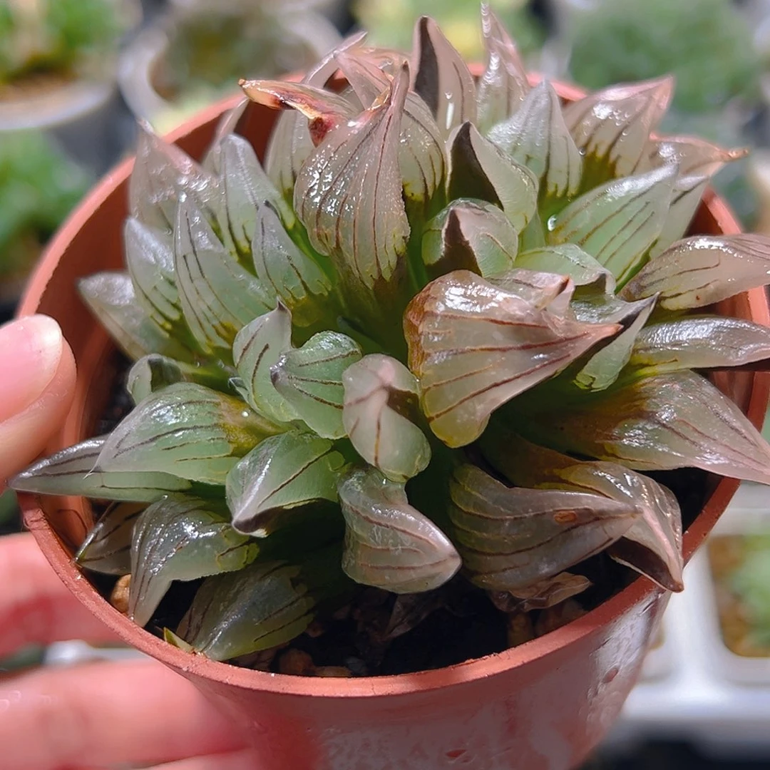 西瓜寿玉露多肉植物一颗