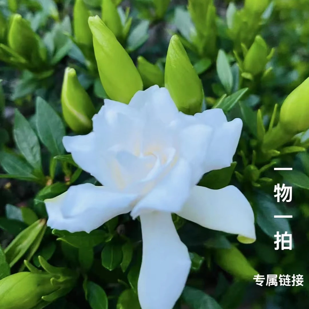 清墨园艺-一物一拍专属链接