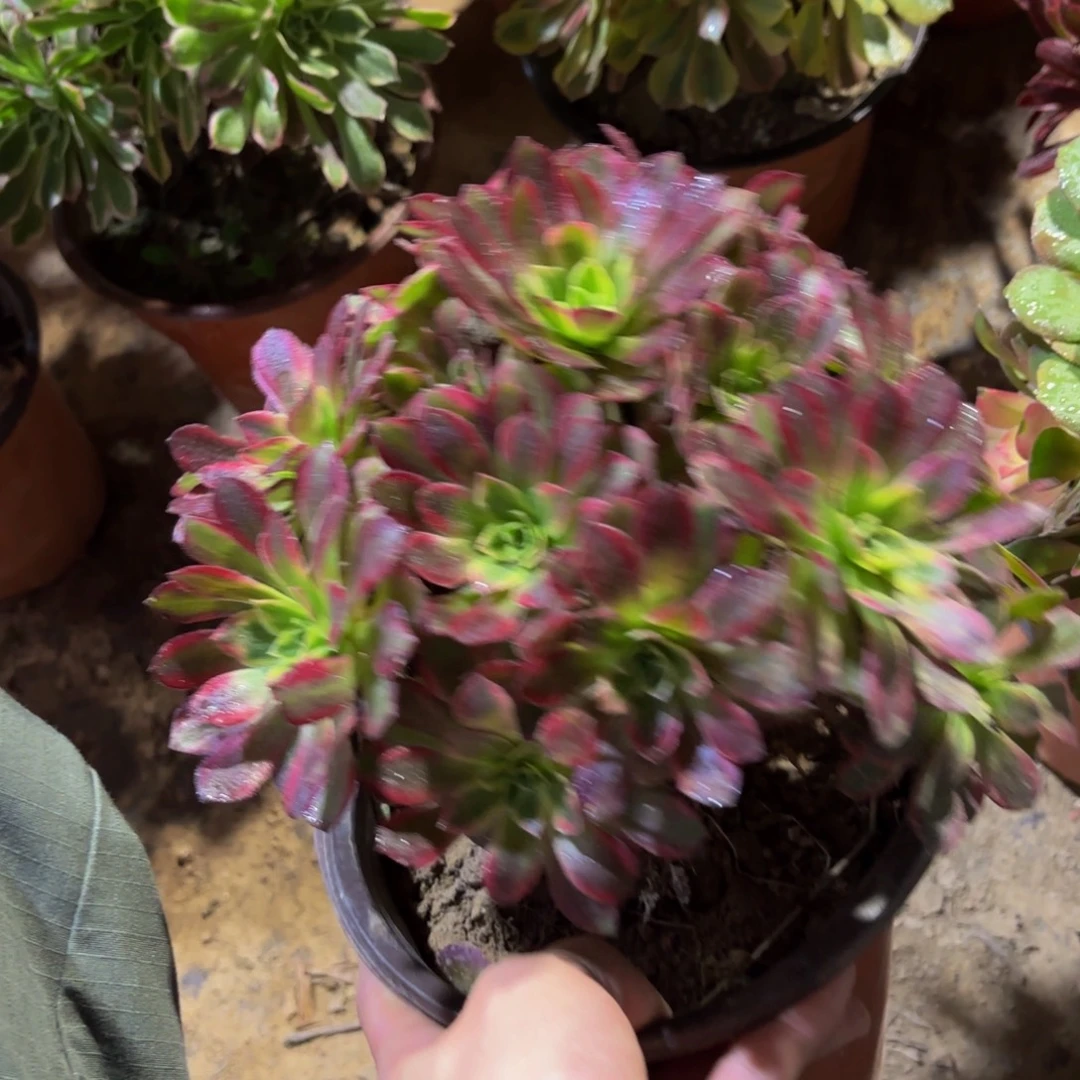 安娜法师12.8多肉植物