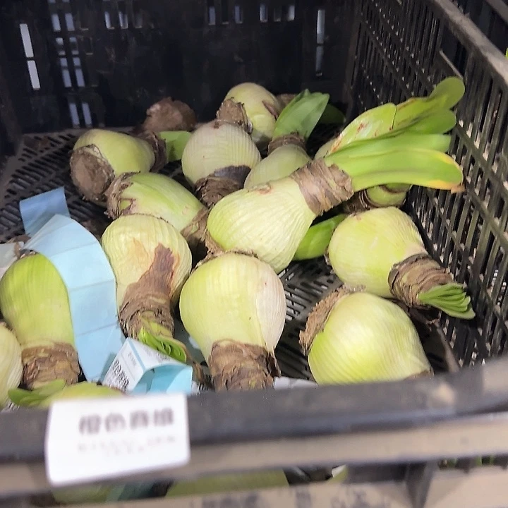 橙色塞维6公分刀伤球花后