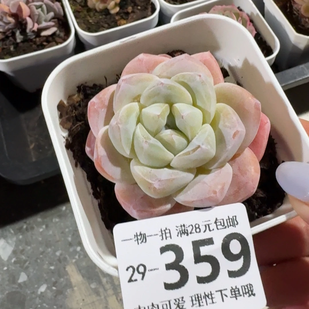 冰玉无盆土发货无