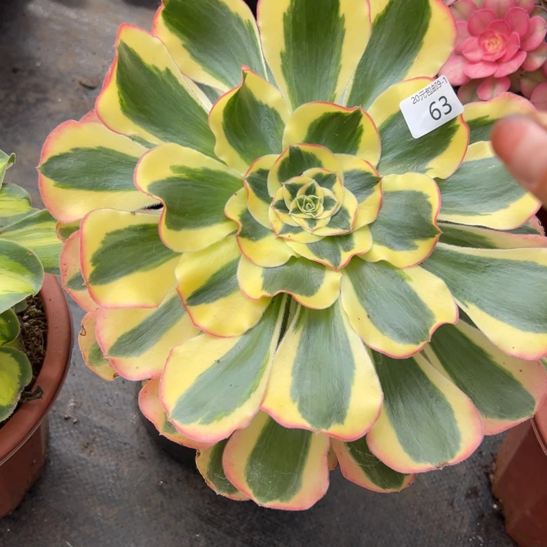 承****贴63王妃多肉植物系
