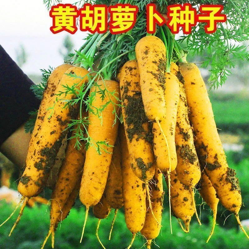 【全店满8包包邮】齐头黄胡萝卜种子新鲜西洋黄参黄萝卜籽种