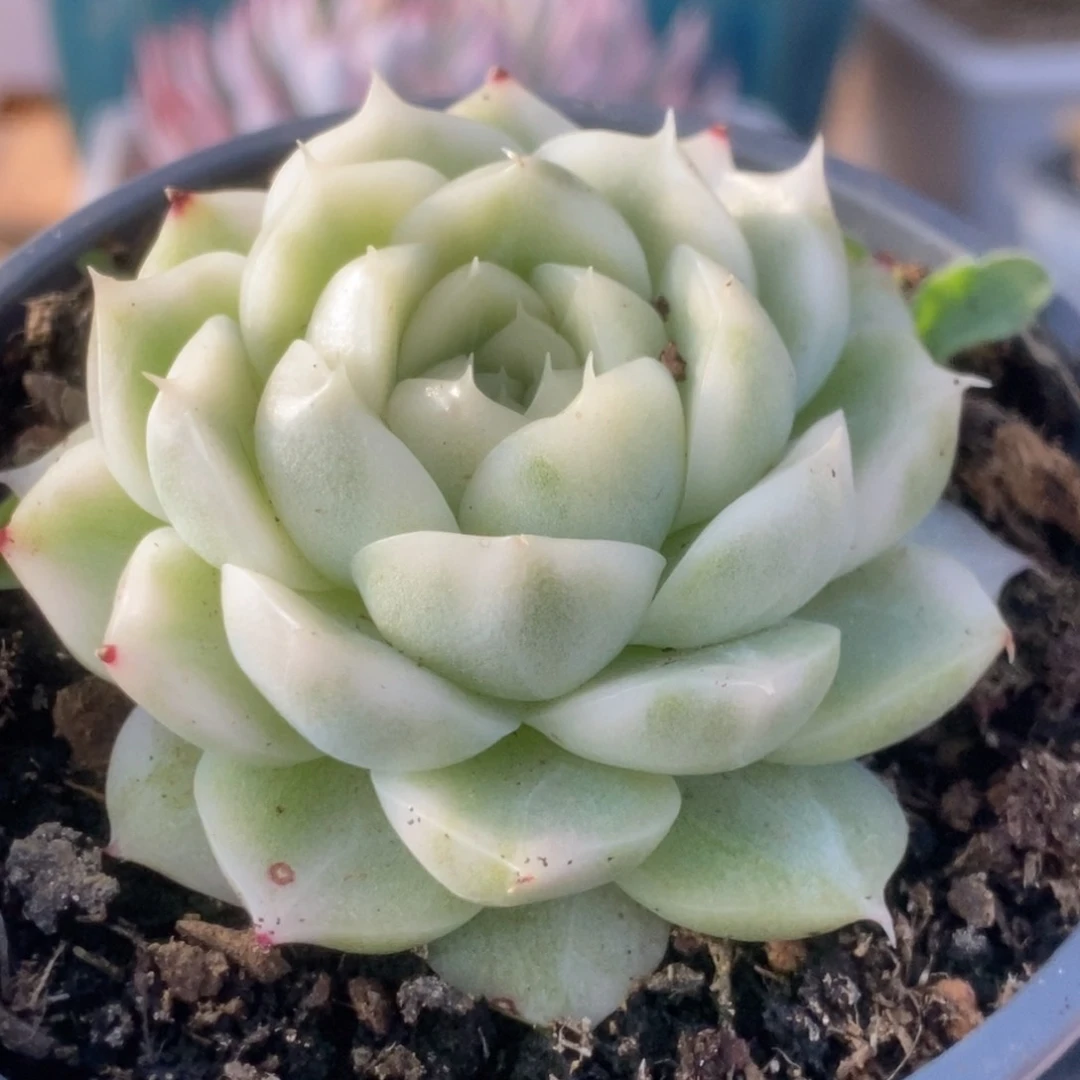 116白瓷麦杆锦锦锦锦锦