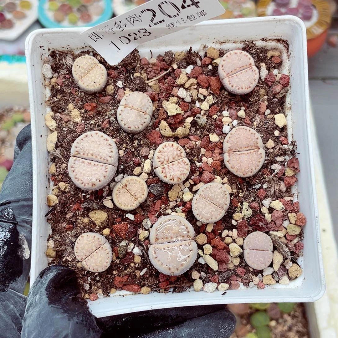 生石花满18包邮1023-204