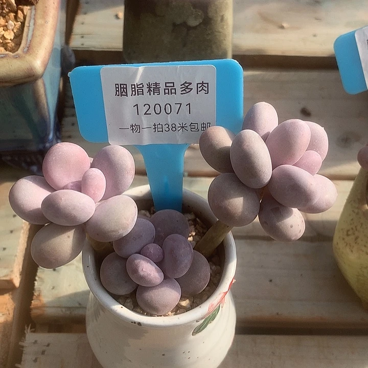 120071，安静去了楼咯哦