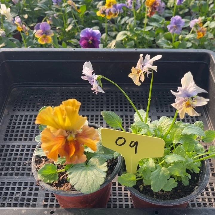 当前无花朵，栽培后可花朵角堇09无售后