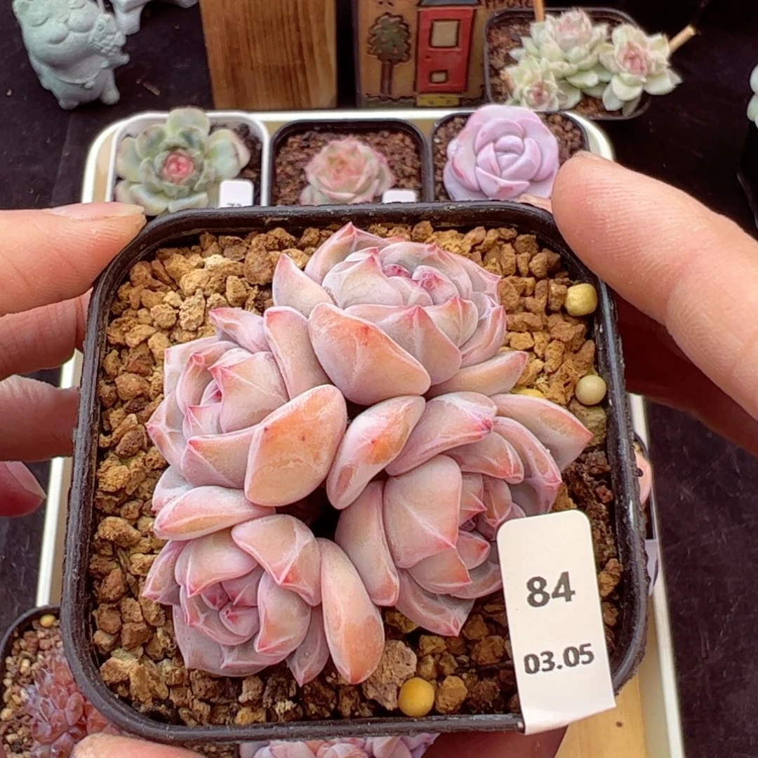 听****乐星影84、哈哈哈哈