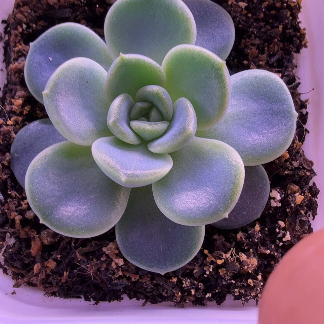 甜心76叶插苗一物一拍