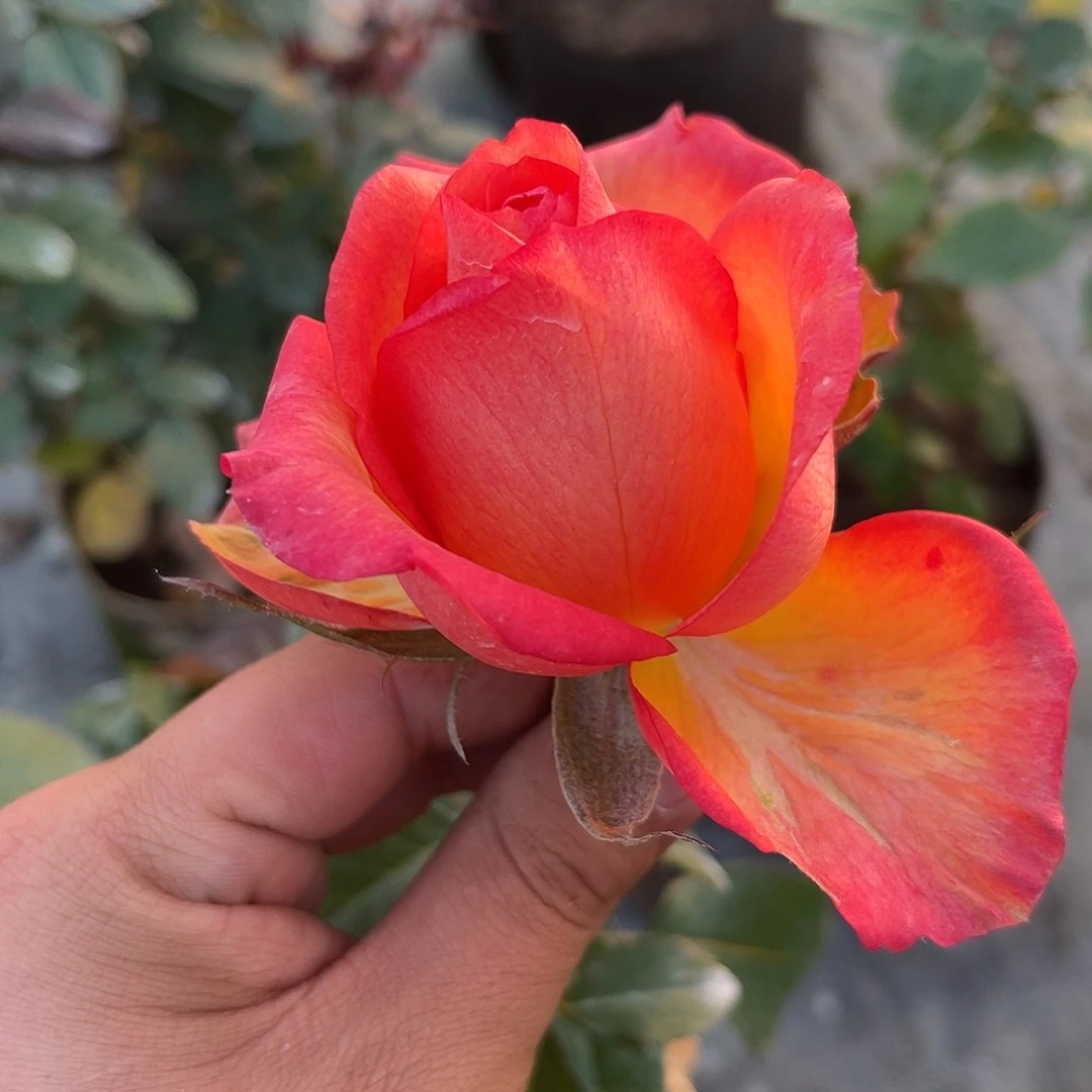 无花朵——-天火 福利款