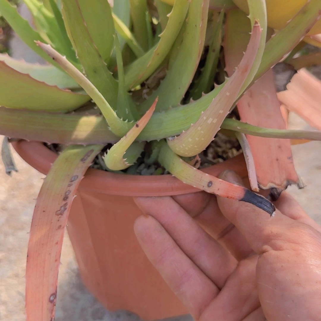 块根植物块根植物