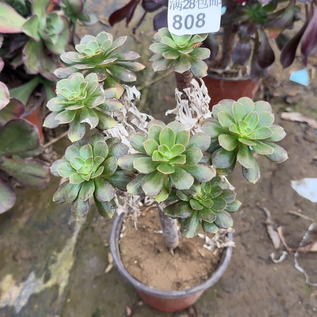 金缕多肉808满28包邮断枝不包