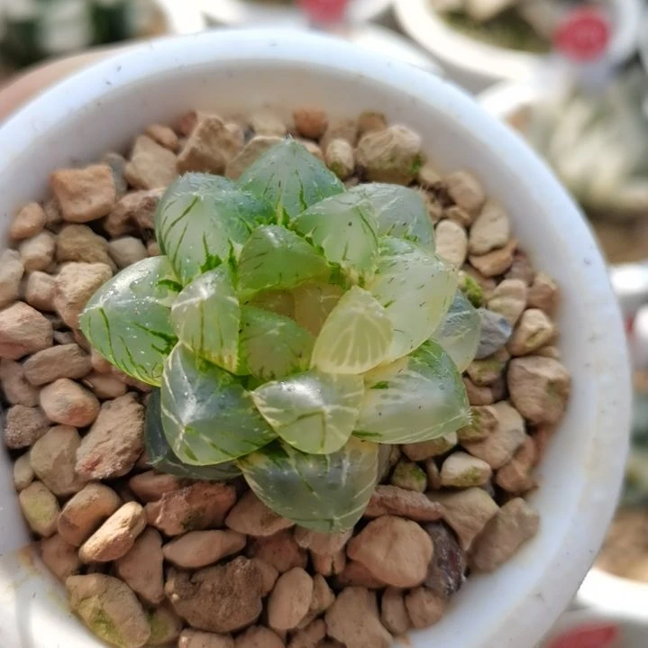 148号OM玉露锦一物一拍带盆土发货