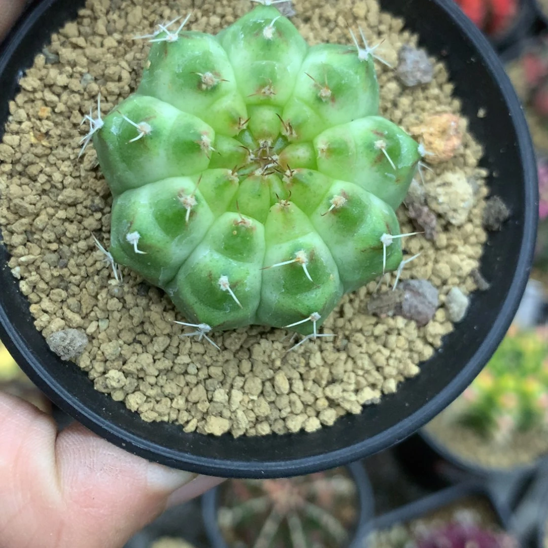 仙人球米哈白轮回