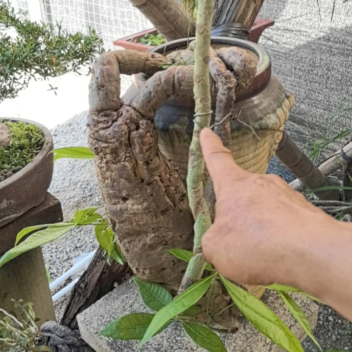 家***家发财树一个土球包邮