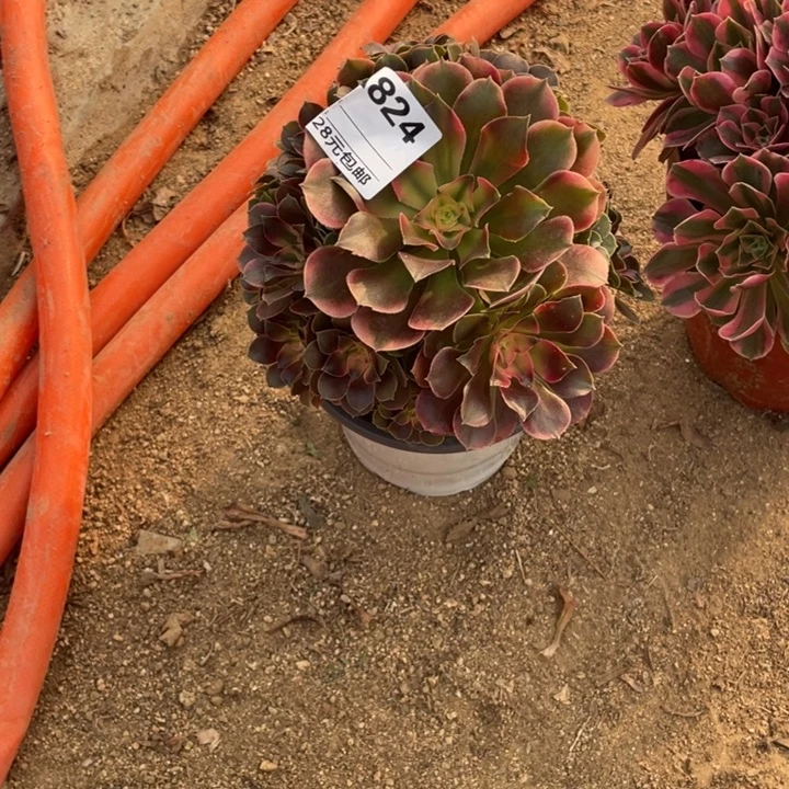 多肉植物香妃法师824