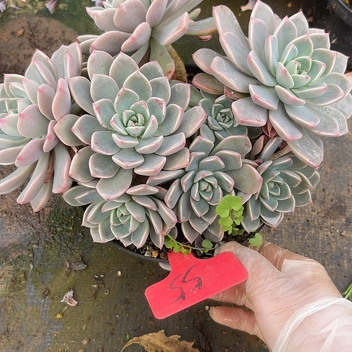 两单包邮， 一物一拍，散55红粉佳人